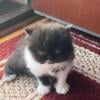 Persian boy black and white Cfa registered 