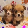 CKC Corgi Puppies For sale