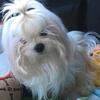 Free Maltese Adult Male Retired