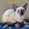 Siamese Kittens CFA Registered