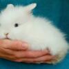 Blue Eyed White Lionhead Bunnies