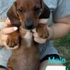 CKC Miniature Dachshund Puppies