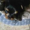 Shorkie pups 