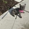 Female Frenchie Available
