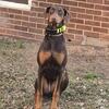 9 month old full blooded Doberman