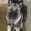 Norwegian elkhound female pup.