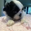 AKC Imperial Shih Tzu female puppy
