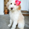 The last  Sheepadoodle girl left! REDUCED