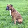 🐾 Boxer Stud Available – Southern Minnesota 🐾