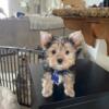 Yorkshire terrier puppies