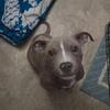 Beautiful male puppy