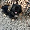 Male Pekingese