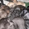 Cane Corso puppies ready for Christmas