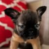 Fluffy male french bulldog 2500