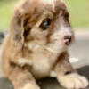 4 boys 3 girls Bernedoodle litter