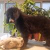 AKC Standard POODLE PUPPY FOR SALE