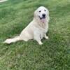 AKC English Cream Golden Retriever male