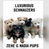 Luxurious schnauzers Puppies