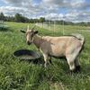 Nigerian Dwarf Doe