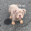 American bully pups available 