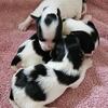Biewer Terrier  AKC registered DOB 4/27/2025