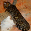 *ADOPTED* Gorgeous Brown Female & Male Rosetted W/Glittered Pelt Bengal Kittens!