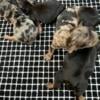 Traditional and Merle Yorkie puppies.