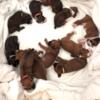 Boxer puppies ready to go right before Valentines Champion Blood Lines