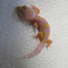 Leopard Geckos and African Fat Tails