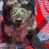 AKC Moyen Poodle Puppies