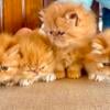 Frowny face extreme Persians kittens