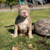 3 American bully puppies ABKC 