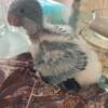 BABY QUAKER PARROT FOR SALE