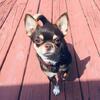 STUD ONLY chocolate tri chihuahua (nfs)