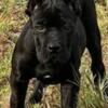 Amazing 12 week Old Black Female Puppy Available