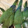 Baby Quakers for hand feeding