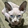 Sphynx male blue point naked kitten cat