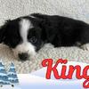 Mini Aussies / Mini Australian Shepherd Puppies