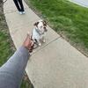 Olde English Bulldogge For sale