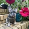 AKC Lilac and Chocolate French Bulldog Puppies