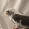 Cockatiel baby for sale(sold) more available 4/2024