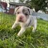 Blue Tri Merle female!