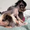 Hairless Chinese Crested Male And Female.