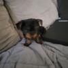 Yorkies pups for sale