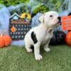 Female American Bulldog (Mabel)