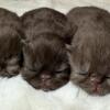 Chocolate Persian babies 