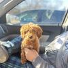 Mini golden doodle