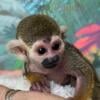 Baby Squirrel Monkey