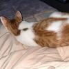 Sweet 1-Year-Old Orange Tabby Girl Looking for Her Forever Home