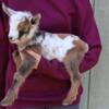 Nigerian Dwarf Goats (reg. show quality & pet wethers)